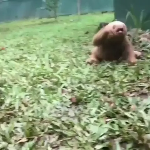 Sloths are pretty cute before they become covered in mold and barnacles