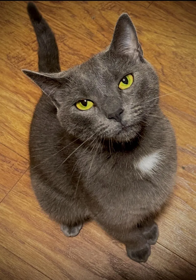 This is Greg. Greg needs your support, as it’s been over 2 hours since he’s had anything to eat, and he’s probably one ‘meow’ away from total collapse.