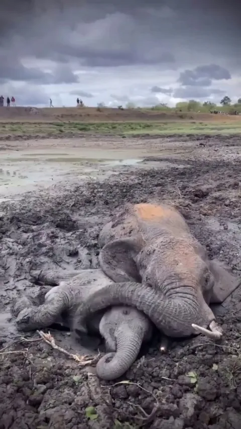 Rescue team saves an elephant mother and her baby—just in time