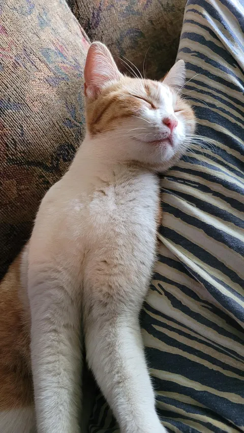 This stray wandered in and fell asleep in my lap so I guess I have a cat now [Help]