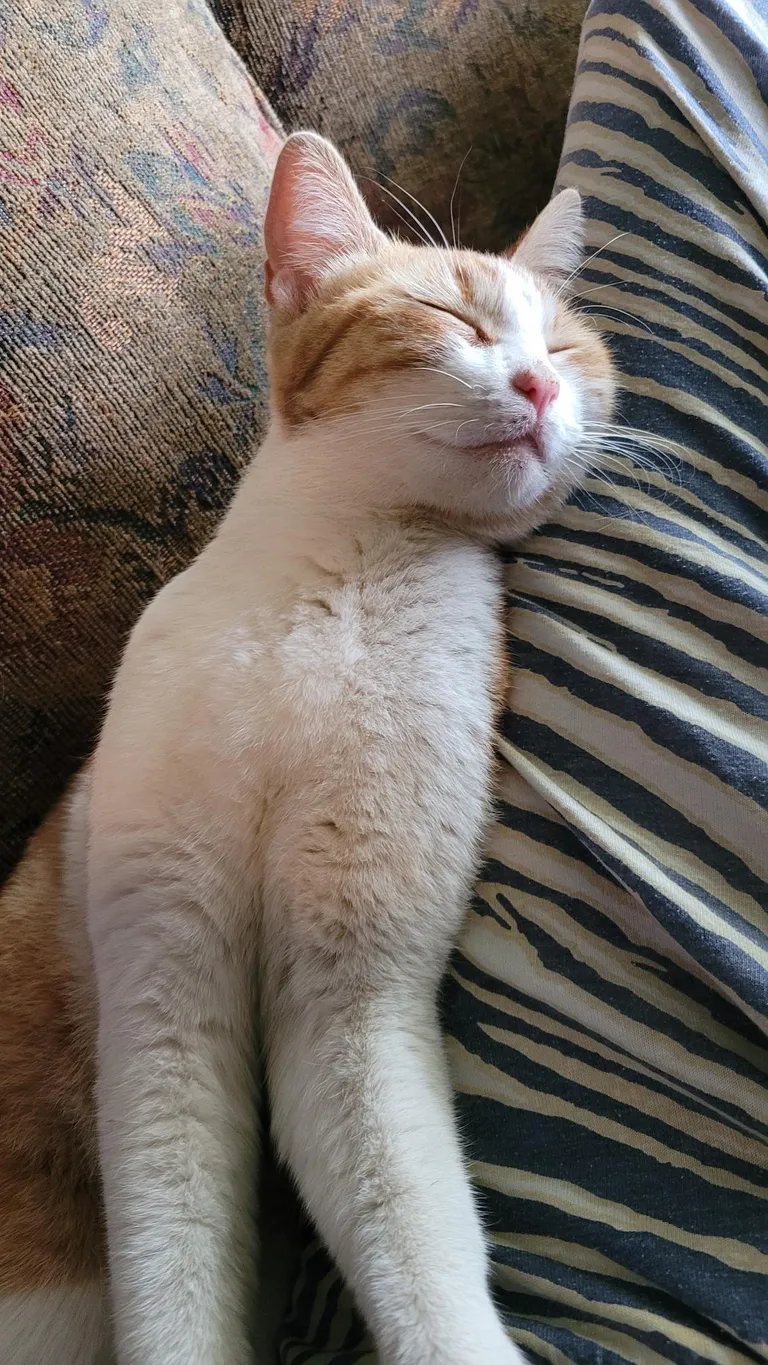 This stray wandered in and fell asleep in my lap so I guess I have a cat now [Help]