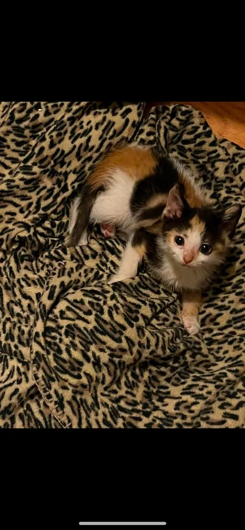 “Foster failing” as we speak