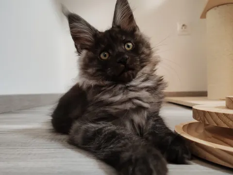 Théoden from 2 to 16 weeks old