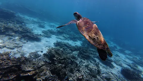 A charming week in Oman