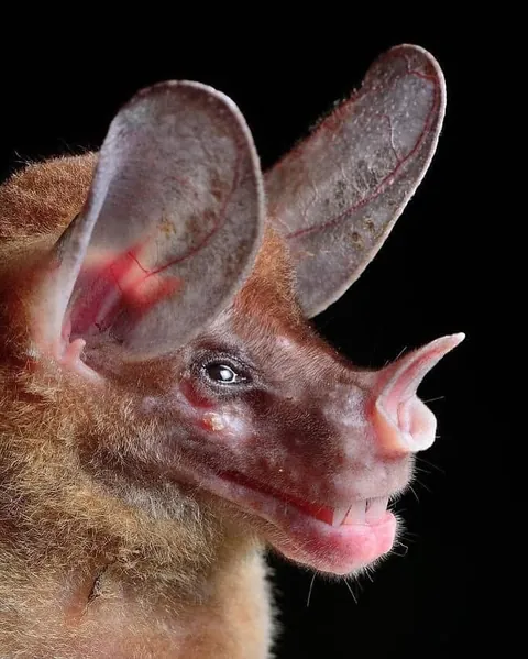 🔥Bats come in different sizes and shapes 🔥