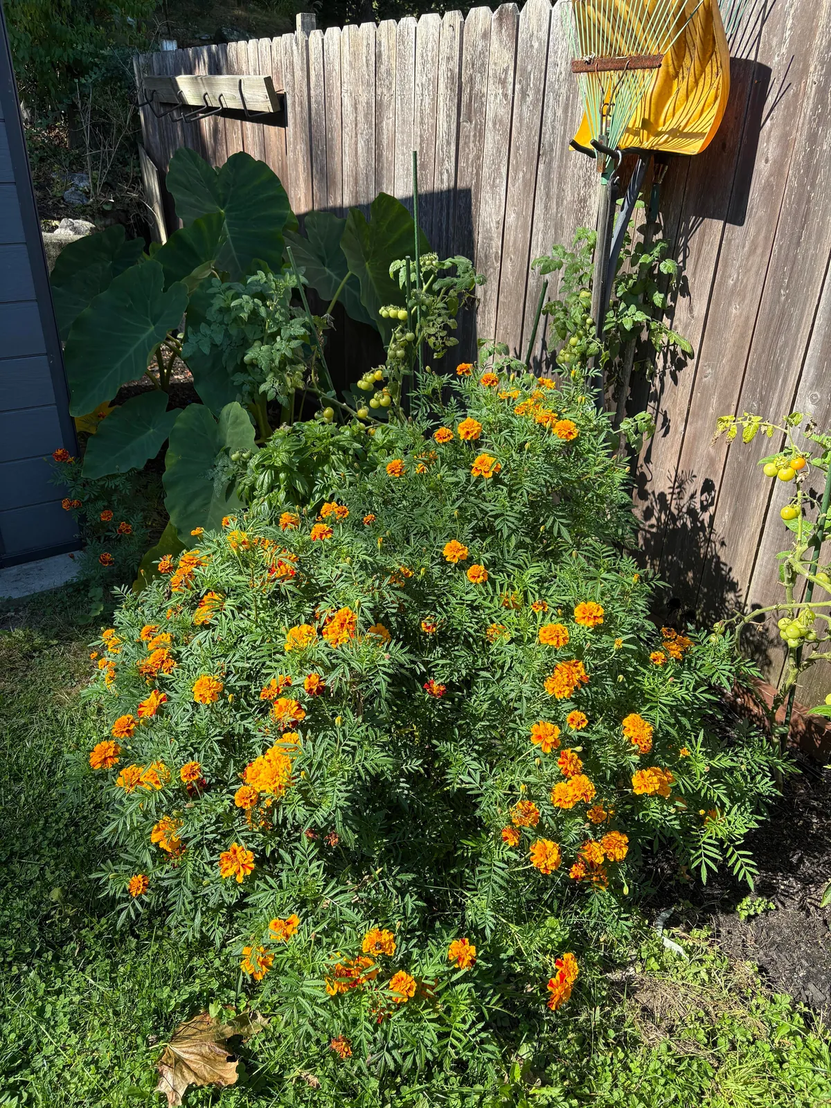 Marigolds (the super plant)