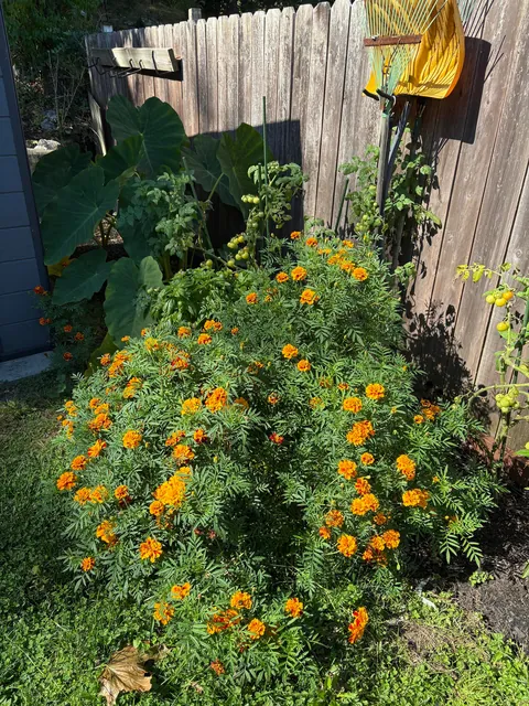 Marigolds (the super plant)
