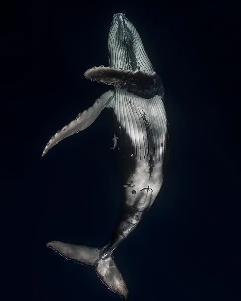 The underbelly of a humpback whale. Credit to Steve Woods photography