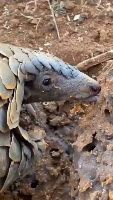 🔥 Pangolin licking that 'plate' clean