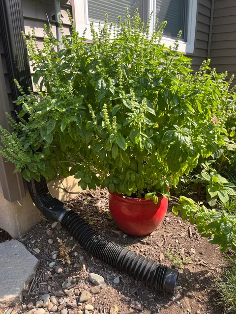 One of the biggest basil plants I've ever seen