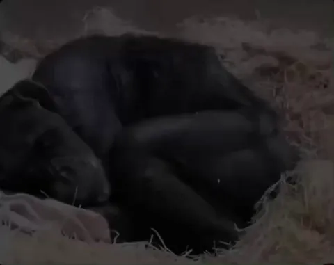 This elderly chimpanzee, too weak to eat or drink, was nearing the end of her life. Caretakers called her former caregiver of 40 years for a final visit, and she immediately recognized him.