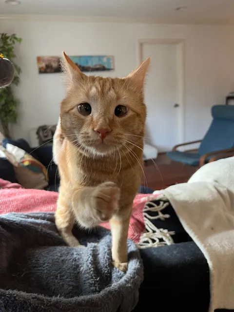 I’ve lost my best friend Link