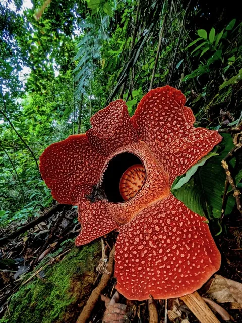 13 years searching - Ultra Rare Rafflesia corpse flower bloom in Sumatra rainforest