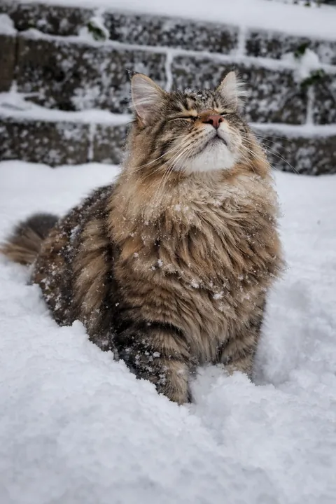 I think my cat is actually 1% Siberian tiger. Look at that majestic snowy beard!