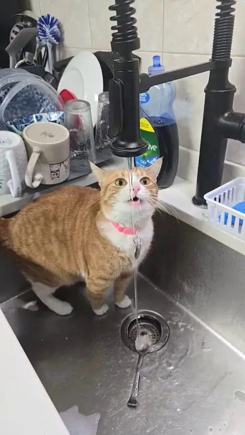 Show me your cat drinking from the faucet or just enjoy mine.