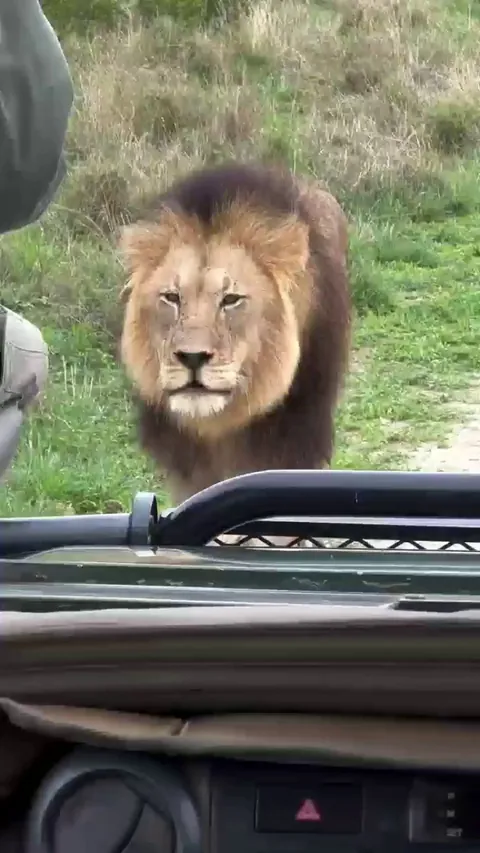 🔥 Big male lion looks directly at the tracker, driver and cameraman in turn as he huffs, seemingly without aggression