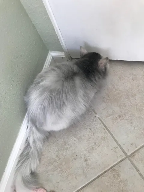 My all white cat thought the chimney was a fun place to go