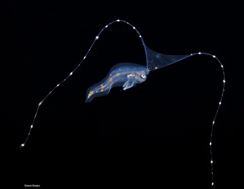 🔥 Transparent/translucent marine life during a blackwater dive off the coast of Kume Island, Japan 🔥