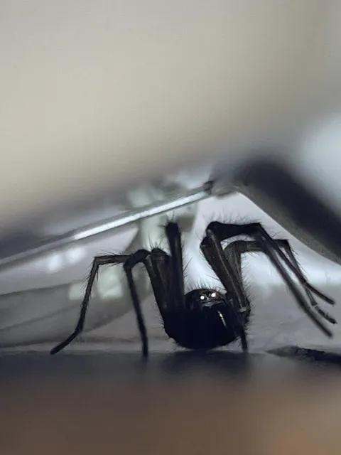 This spiders eyes lit up when I took a picture of it