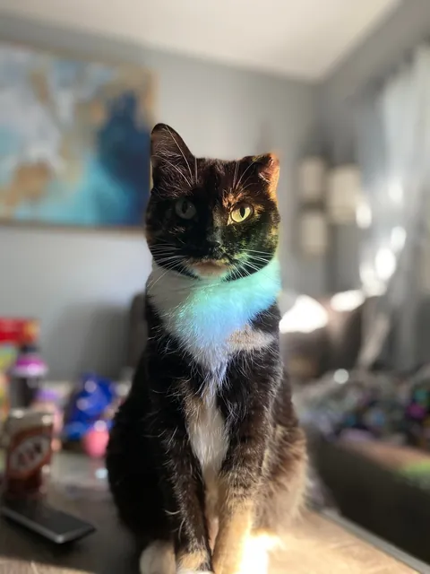 My sweet Petunia, has cancer.