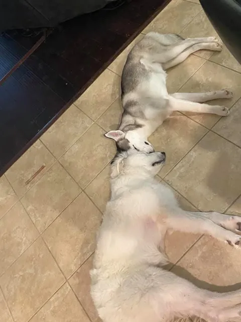 Two best friends they always sleep like this anyone know why?