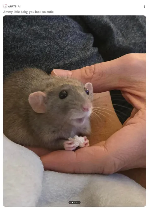 The many faces of Jimily (not my rat, I'm just fangirling because who can resist those boba eyes)
