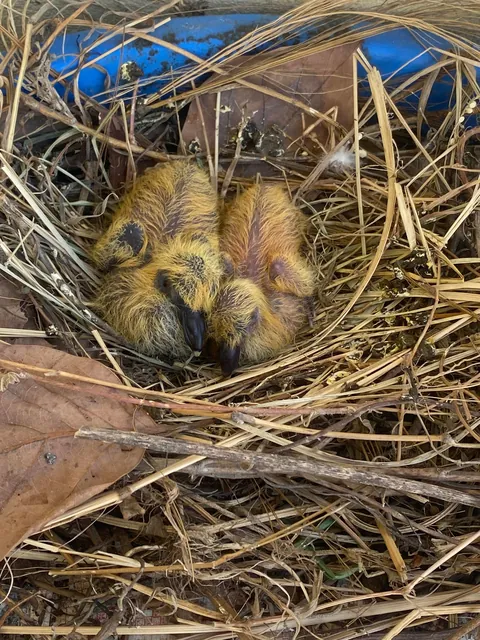 Pigeon built its nest at my balcony, laid eggs and there are two little babies.