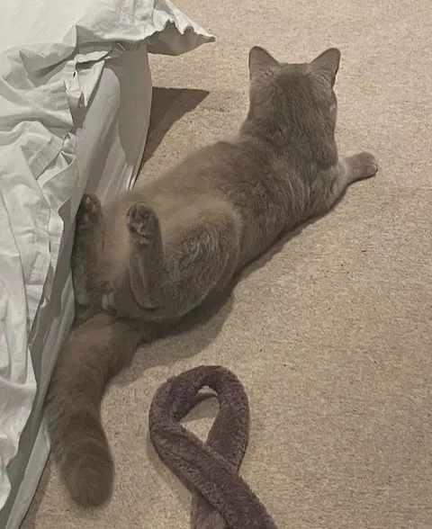 Error in cat assembly