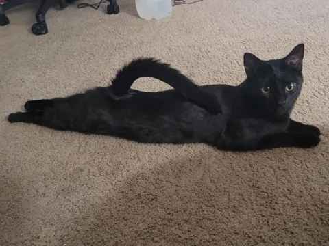 Paint me like one of your French girls 