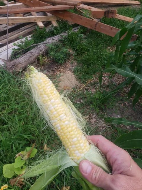 My first time planting a garden. Didn't have anyone to share these with. It's not much but I'm proud of it.