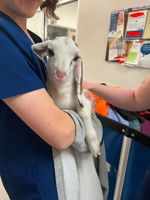 Turned the corner in the hallway today and saw people crowded around something. It turned out to be a baby goat!