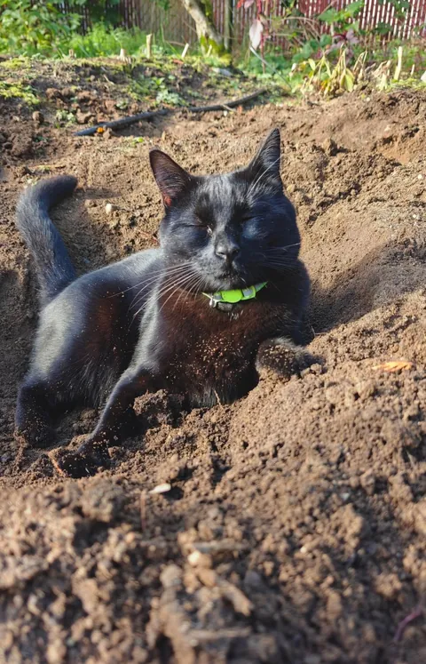 I have a dirt cat
