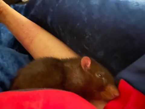 Rat sleeps with me in bed every night