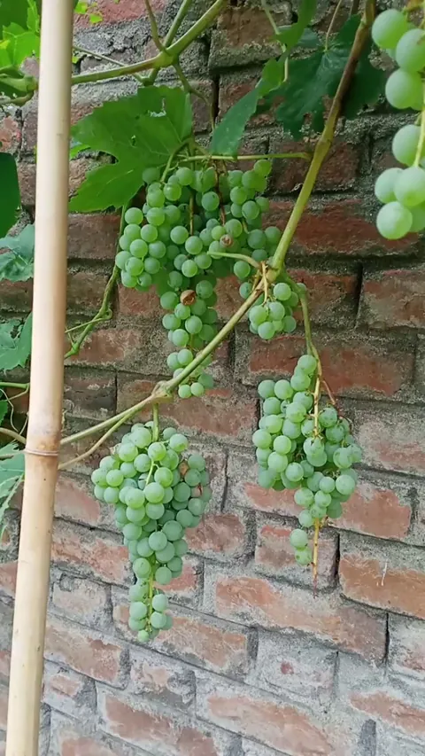 Fresh Grapes