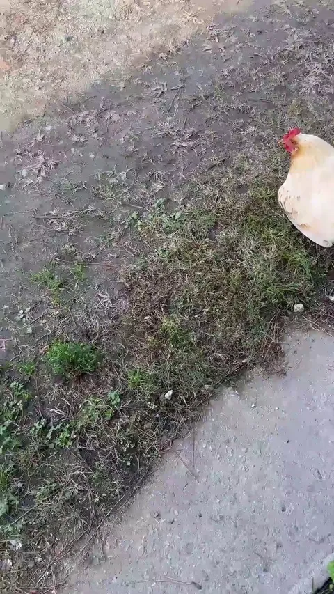 A relaxed chicken