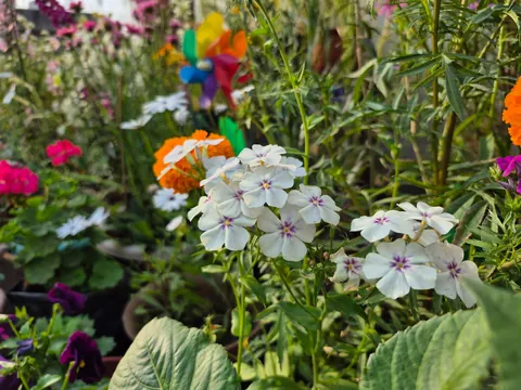 From seeds to these, here's my winter garden my terrace garden