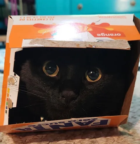 Lilo has discovered pop can boxes make the perfect hiding spot for hunting