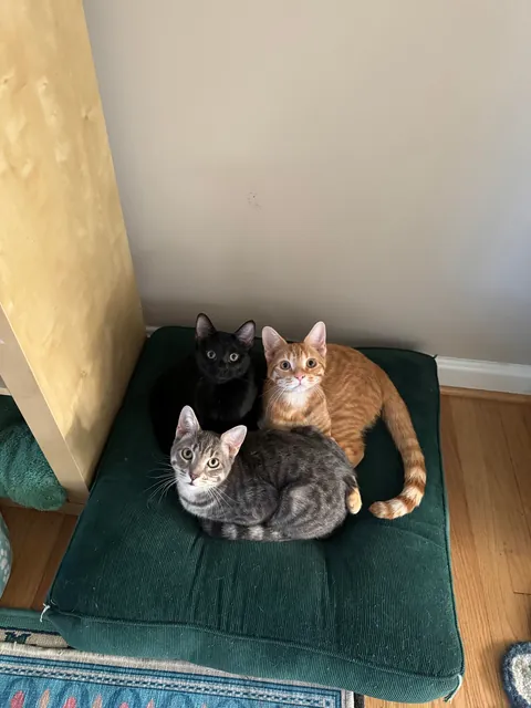 Honey thinking about her life choices as a young, single mom. She did such a great job and I kept her and her babies Jonesy, Reilly and Bonnie McPurray!