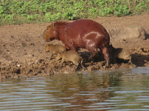 🔥 Baby capibaras are fantastic