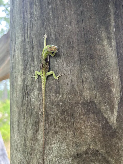 Green anole still clinging to this post, even in death