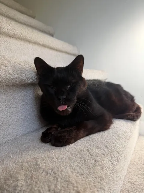 This is Sir Loin, my 16 year old cat. He looks like a blob but very much a distinguished gentleman