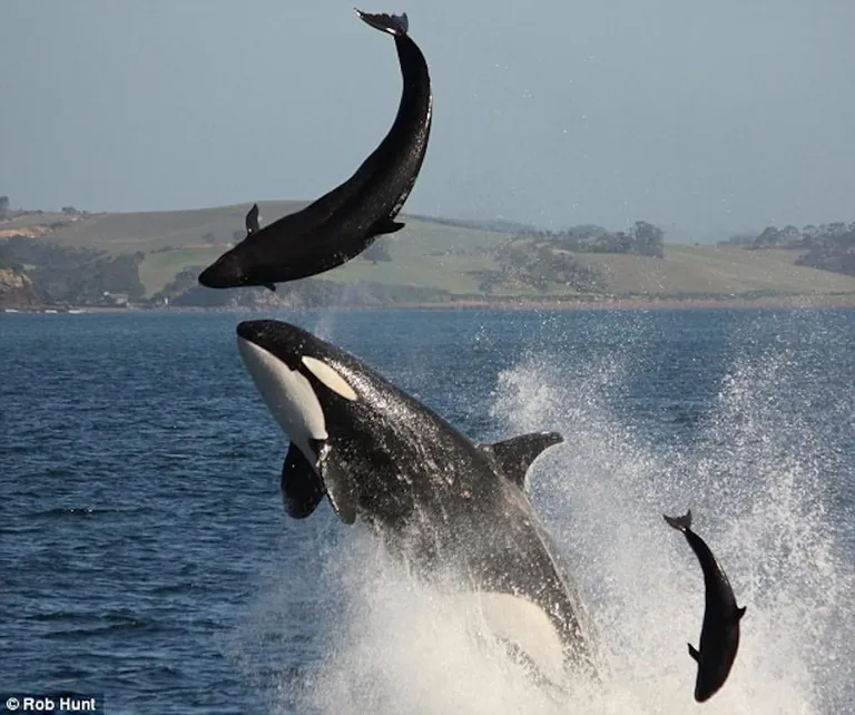 Killer whale attacking false killer whales