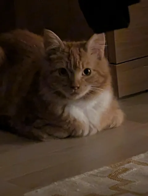 After fostering for 3.5 years, I think I'm about to have my first foster fail 😍