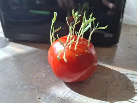 The Seeds of this Tomato startet sprouting inside of the fruit