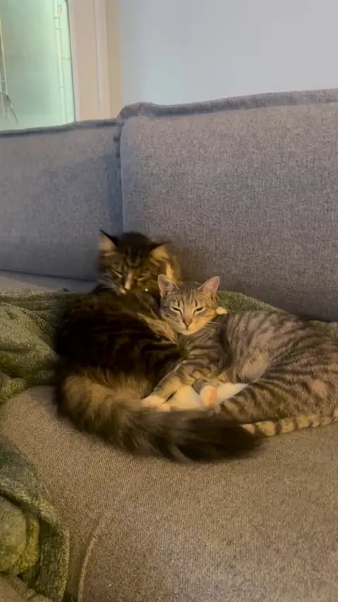 We got a second cat…