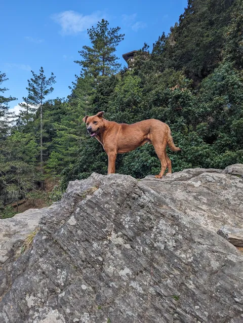 Trip to Bhutan 🇧🇹