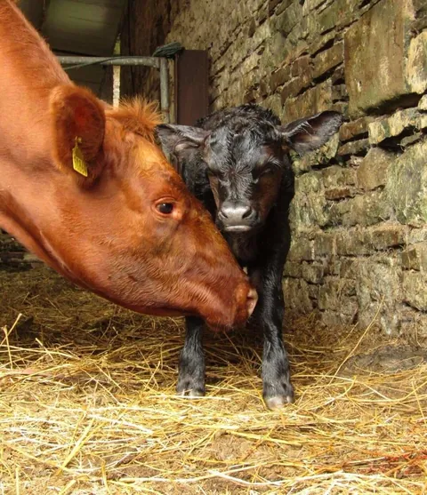 [OC] My pet cow Chunk had her baby, Chip, 4 weeks ago. She is such a good mother!