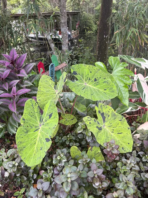 Do you guys like my boat garden!?