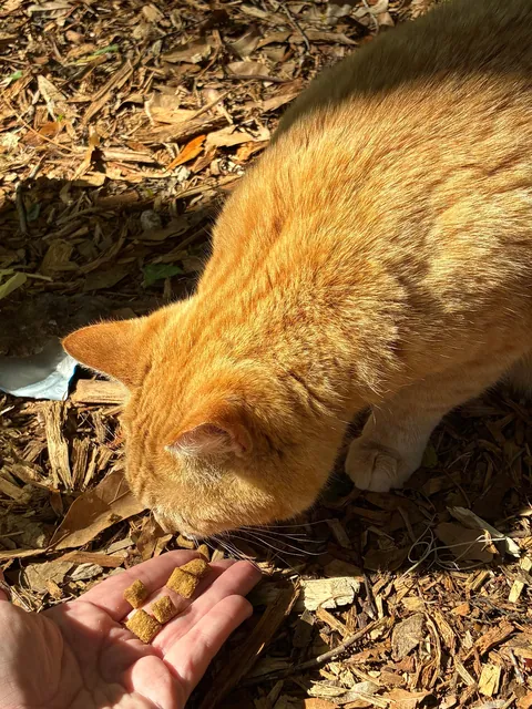 Meet Georgie everyone- A trailhead ambassador!