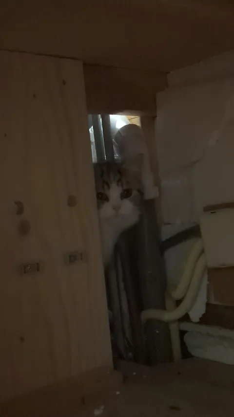 After searching for 5 hours I found him in the freaking walls